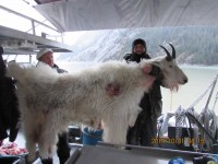 Mountain Goat 2014 - Mountain Goat 2014