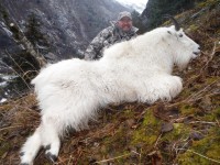 Mountain Goat 2014 - Mountain Goat 2014